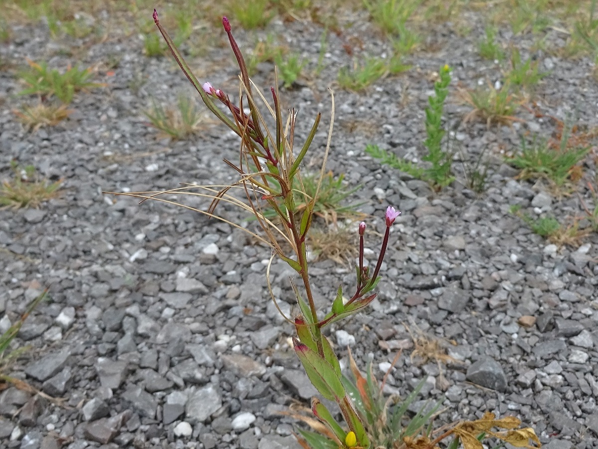 Epilobium tetragonum subsp. lamyi (Onagraceae)
